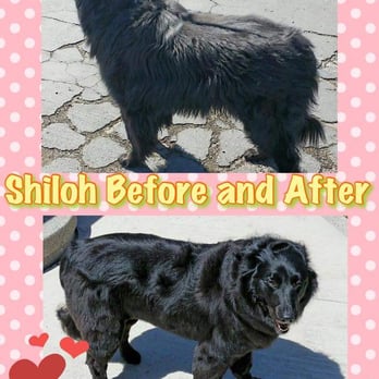 Canine Design Midtown - First visit to Canine Design before and after. - Pet Groomers Near Me - Reno, Nevada Canine Design Midtown - First visit to Canine Design before and after. - Pet Groomers Near Me - Reno, Nevada