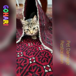 Gohari Oriental Rugs Service - Fixing pet accidents and Damages