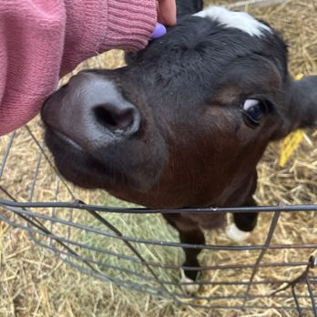 Perrydell Farm and Dairy - Cowss - Ice Cream & Frozen Yogurt Near Me - York, Pennsylvania