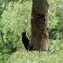 Woodpecker on the feeder