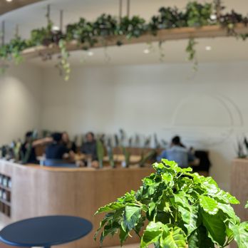 Moonwake Coffee Roasters - Stunning indoor ambience. +5000 aura points. - Coffee Roasteries Near Me - San Jose, California Moonwake Coffee Roasters - Stunning indoor ambience. +5000 aura points. - Coffee Roasteries Near Me - San Jose, California