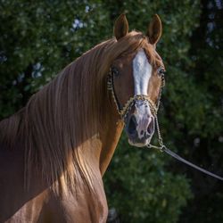 Valley Horse Center