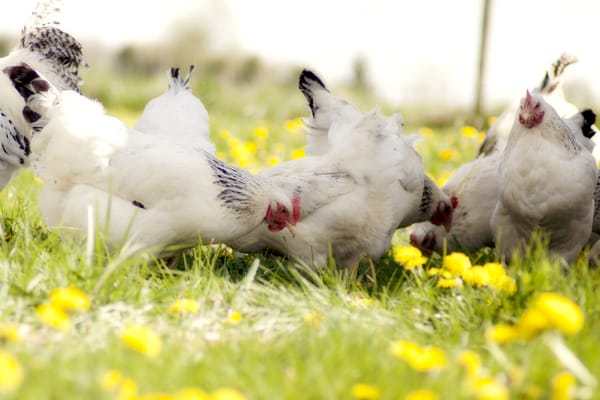 Seven Sons Farms by null