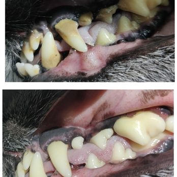 Royal Touch Pet Dental - Holistic Animal Care Near Me