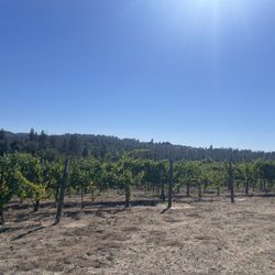Windwalker Vineyards