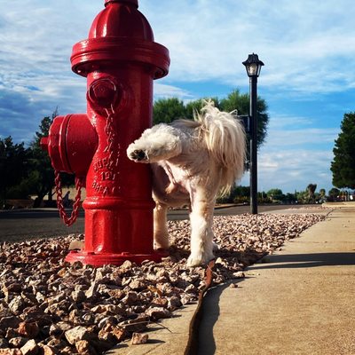 Pet Planet College Park