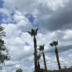 No Limbits Palm N Tree Service