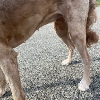 Diane's Pet Parlor & Boarding Base - Makes sure you look at every pic! - Pet Sitting Near Me - Somerset, Pennsylvania Diane's Pet Parlor & Boarding Base - Makes sure you look at every pic! - Pet Sitting Near Me - Somerset, Pennsylvania