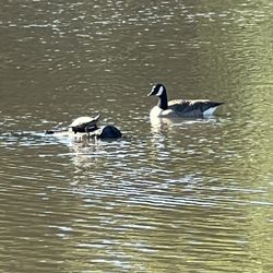 Claude Moore Recreation Center - Goose meet Turtle