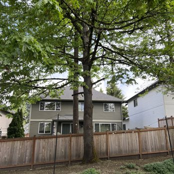 Western Hemlock Tree & Stump Service - Before - Tree Services Near Me - Snohomish, Washington Western Hemlock Tree & Stump Service - Before - Tree Services Near Me - Snohomish, Washington