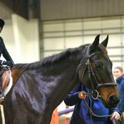 Windfall Equestrian Center