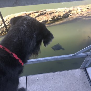 SS Dockside Cafe and Pub - Dog entertainment. Fish watching - Pubs Near Me - Cape Fair, Missouri
