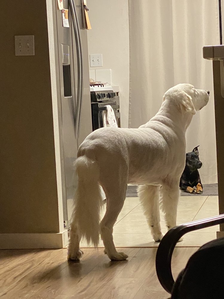 COATURE PET SPA Updated September 2024 37 Photos & 100 Reviews