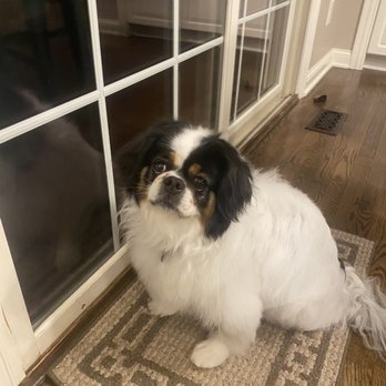 Designer Paws Salon - Westerville - Best groom my dog has had! He looks so fluffy and nice. We are thrilled and will absolutely be returning. I wish we had tried them sooner. - Pet Groomers Near Me - Westerville, Ohio Designer Paws Salon - Westerville - Best groom my dog has had! He looks so fluffy and nice. We are thrilled and will absolutely be returning. I wish we had tried them sooner. - Pet Groomers Near Me - Westerville, Ohio