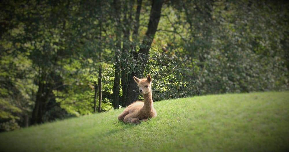 Shimmering Pond Farm Alpacas Logo