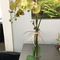 4 The Season Florist - Silk orchid I purchased