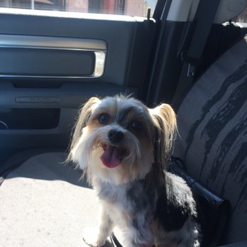 Best Dog Pet Grooming - Lulu happy she got groomed - Pet Groomers Near Me - Parker, Arizona Best Dog Pet Grooming - Lulu happy she got groomed - Pet Groomers Near Me - Parker, Arizona