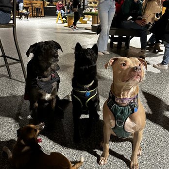 Park-9 Dog Bar - Dogs and beer - Bars Near Me - Everett, Massachusetts Park-9 Dog Bar - Dogs and beer - Bars Near Me - Everett, Massachusetts