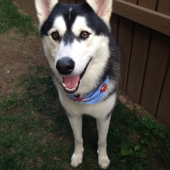 The Spaw - Happy and clean! :) had a good day at the Spaw! - Pet Groomers Near Me - Tustin, California