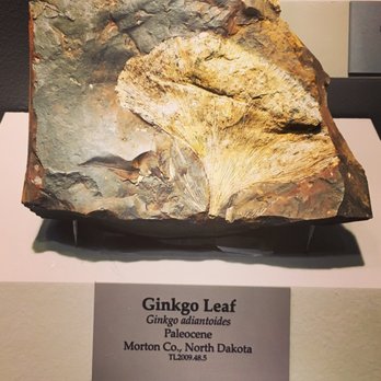 Tellus Science Museum - Plant fossil of a ginkgo biloba leaf - Museums Near Me - Cartersville, Georgia Tellus Science Museum - Plant fossil of a ginkgo biloba leaf - Museums Near Me - Cartersville, Georgia