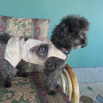 Pets Paradise Mobile Spa - My Nuni... - Pet Groomers Near Me - Margate, Florida Pets Paradise Mobile Spa - My Nuni... - Pet Groomers Near Me - Margate, Florida