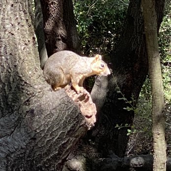 Lodi Lake - Plenty of squirrels. - Lakes Near Me - Lodi, California Lodi Lake - Plenty of squirrels. - Lakes Near Me - Lodi, California
