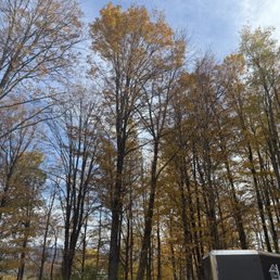 Maple trees GORGEOUS