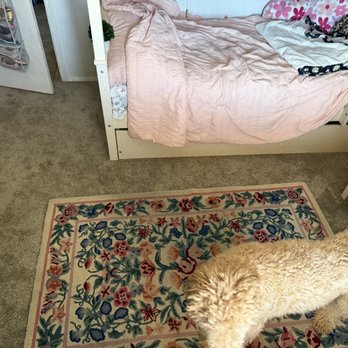 Rinse Cleaning - Cleaned carpet and rug - Carpet Cleaning Near Me - Mesa, Arizona Rinse Cleaning - Cleaned carpet and rug - Carpet Cleaning Near Me - Mesa, Arizona