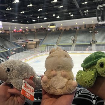Tucson Roadrunners Hockey - Amateur Sports Teams Near Me - Tucson, Arizona