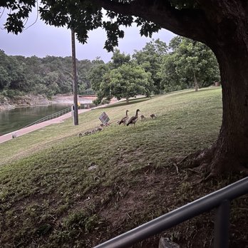 Barton Springs Pool - ducks at barton springs - Swimming Pools Near Me - Austin, Texas