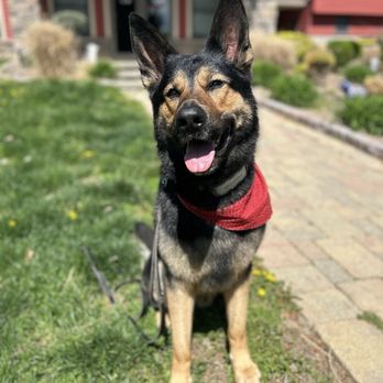 Ruff Haus - Pet Training Near Me - Pine Bush, New York