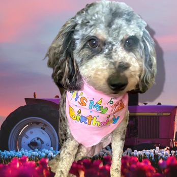 PetSmart - After Alex's magic hands - Pet Training Near Me - Ypsilanti, Michigan