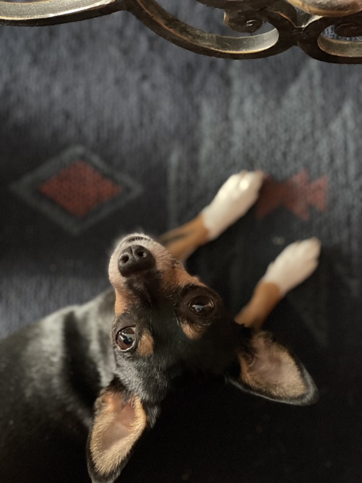 COUNTRY CLUB PET CARE Updated September 2024 16 Photos Las Vegas