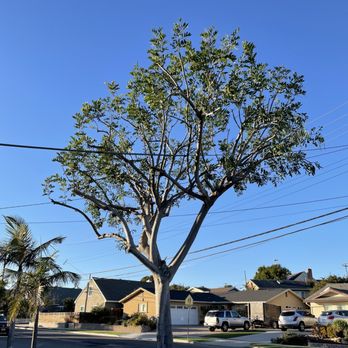 First Class Tree Service - After trimming - Tree Services Near Me