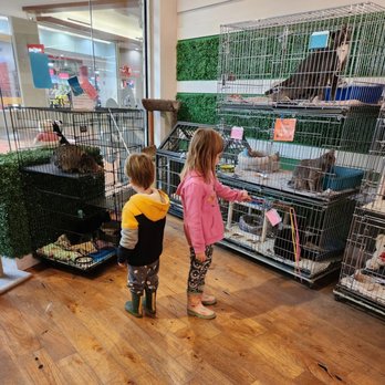 Paws At The Mall - Children playing with the cats with wands - Pet Adoption Near Me - Annapolis, Maryland Paws At The Mall - Children playing with the cats with wands - Pet Adoption Near Me - Annapolis, Maryland
