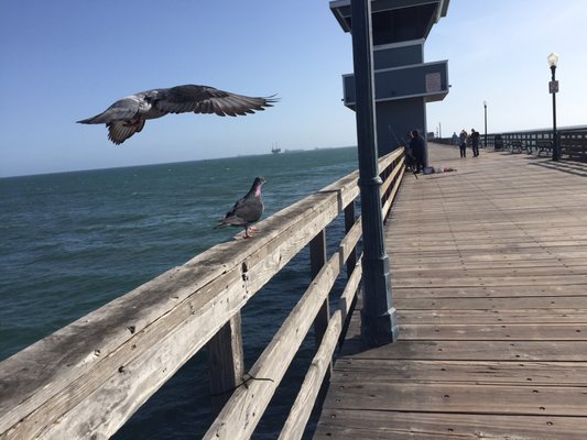 Kaito Sushi Seal Beach by null