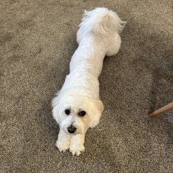 Dee Dee's Dog Spot - look at that gorgeous cut! - Pet Groomers Near Me - Ventura, California Dee Dee's Dog Spot - look at that gorgeous cut! - Pet Groomers Near Me - Ventura, California