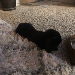 Bunnies