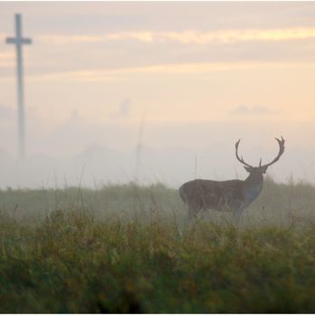 Phoenix Park Bikes - ...sneak in nice and early and see the beauty. - Bike Rentals Near Me - Dublin, D