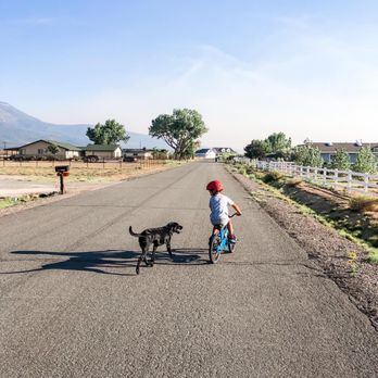 Frog Dog Canine Services - Jack off leash on a walk with our son. - Pet Training Near Me