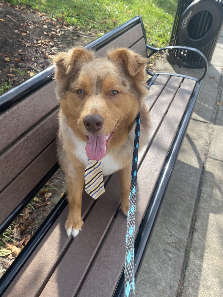 THE GROOMERY Updated September 2024 15 Reviews 1619 Sulgrave Ave