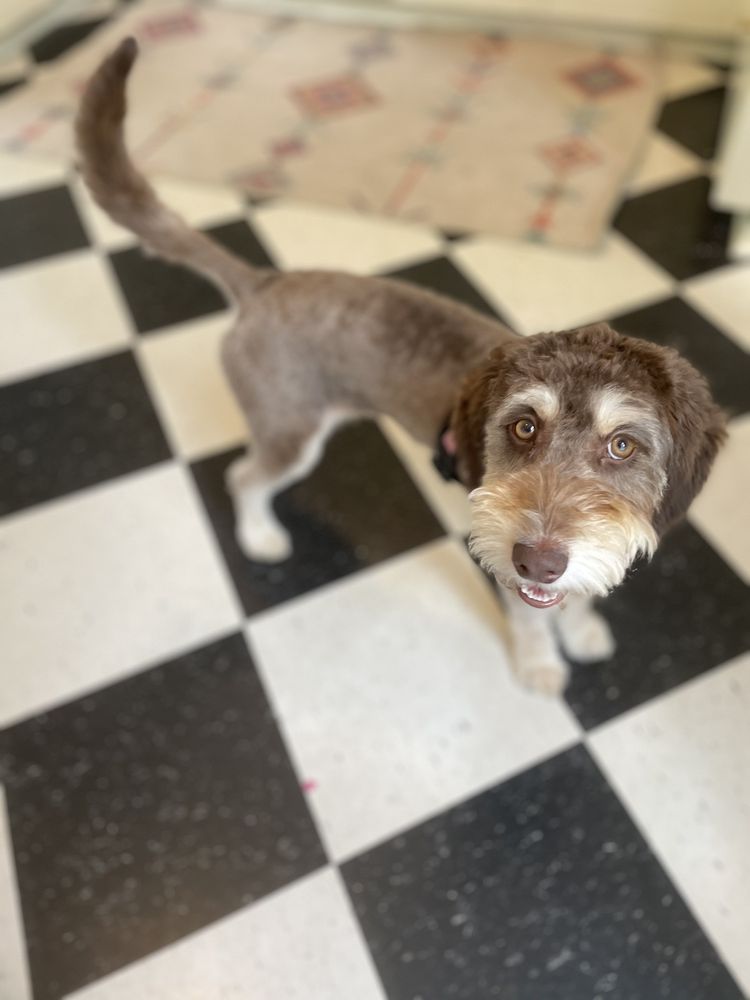 COATS & TAILS 37 Photos & 44 Reviews 2319 NW Westover Rd, Portland