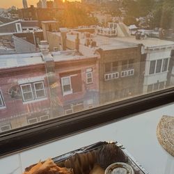 Golden Triangle Samosa