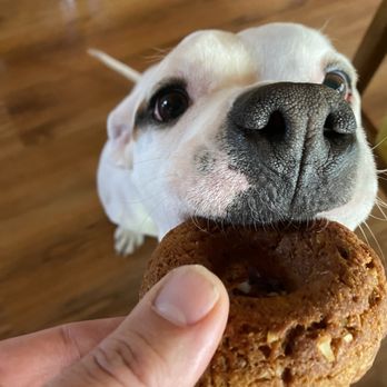 Dank Donuts - Mr. Pierogi enjoying a Dank Dog Donut - Coffee & Tea Near Me - Big Bear Lake, California