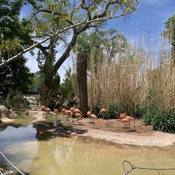 ABQ BioPark Zoo - Flamingos - Zoos Near Me - Albuquerque, New Mexico