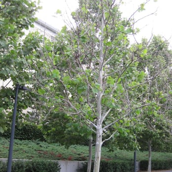 Air Force Memorial - a plaintive looking tree - Landmarks & Historical Buildings Near Me - Arlington, Virginia