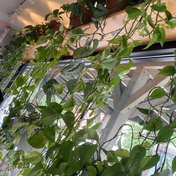 Win Son Bakery - plants - Taiwanese Near Me - Brooklyn, New York Win Son Bakery - plants - Taiwanese Near Me - Brooklyn, New York
