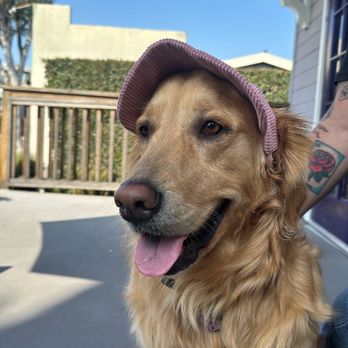 525 COFFEE CO. - Dog friendly patio - Coffee & Tea Near Me - Fullerton, California 525 COFFEE CO. - Dog friendly patio - Coffee & Tea Near Me - Fullerton, California