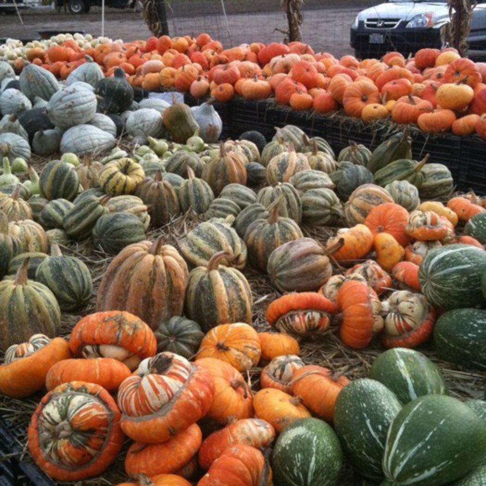 Repetto's Pumpkins - Pumpkin Patches Near Me - Half Moon Bay, California Repetto's Pumpkins - Pumpkin Patches Near Me - Half Moon Bay, California