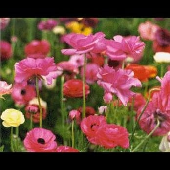 The Flower Fields - Venues & Event Spaces Near Me - Carlsbad, California